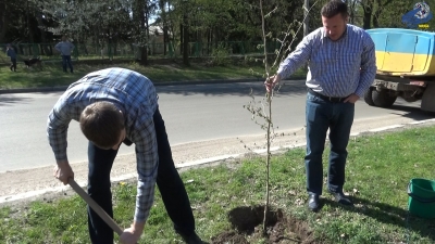 В Умані на вул. Білогрудівській висадили більше сотні дерев.