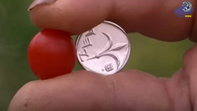 Томати розміром з копійку. В Ізраїлі виростили найменші в світі помідори.